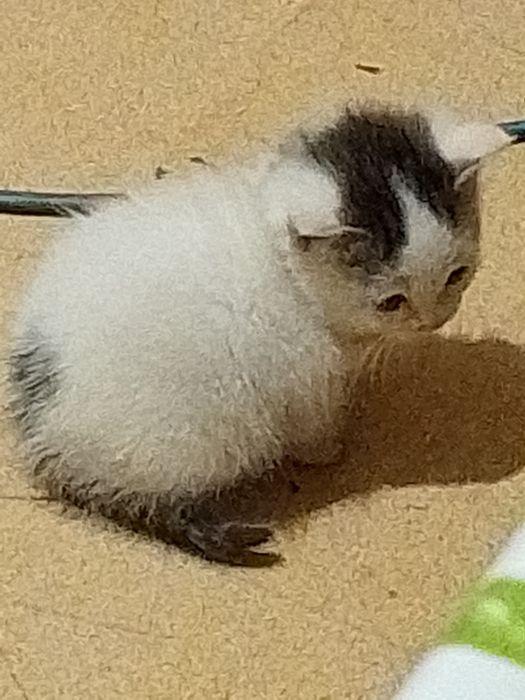 Отдам бесплатно .