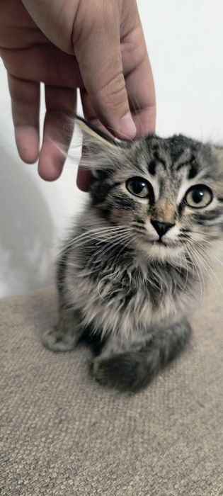 Отдам котенка Мальчик бесплатно