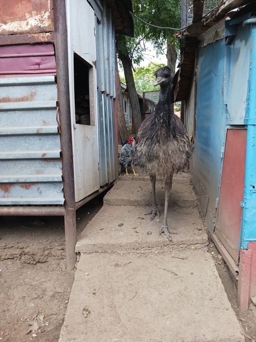 Vând strut EMU  în vârstă de 2 ani