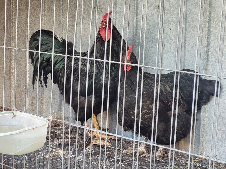 Pereche Pasari australorp
