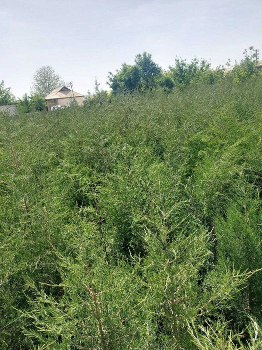 Можжевельник кучатлари сотилади