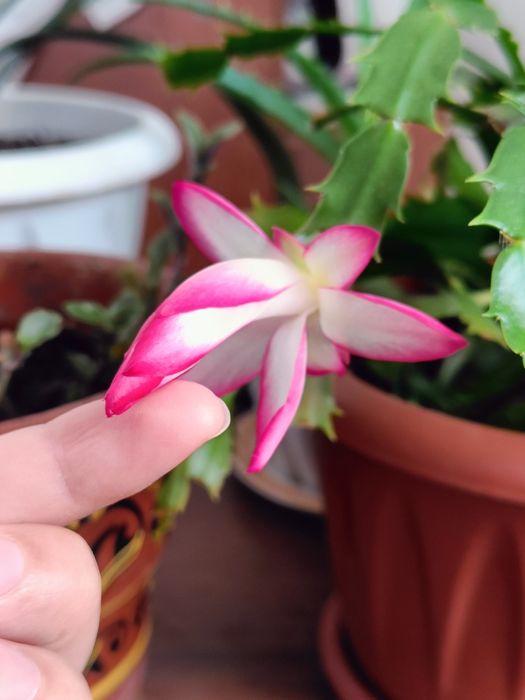 Продам растения цветы