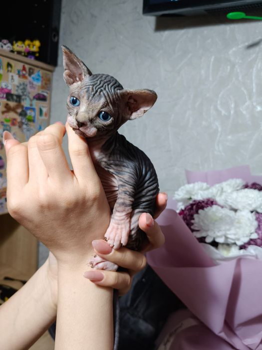 Канадские котята сфинкс