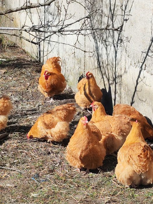 Oua găini orpnigton