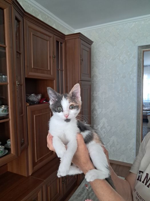 Отдадим котёнка 2,5месяца [девочка]