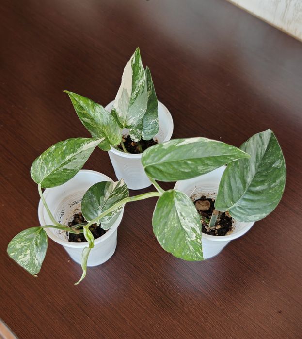 Эпипрениум Пиннатум