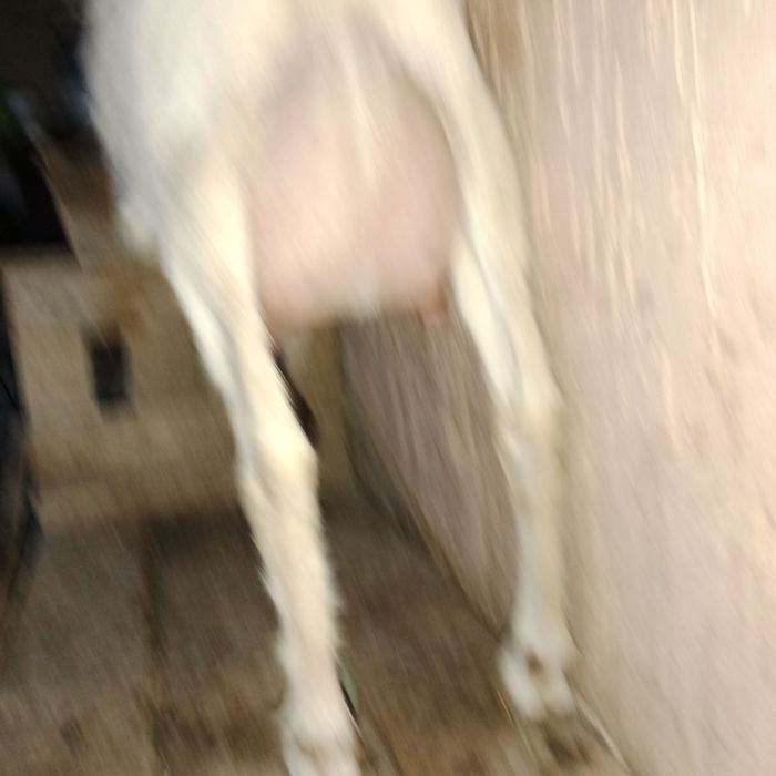 Орыс ешкі сатылады