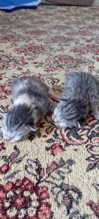 Котята Донской породы