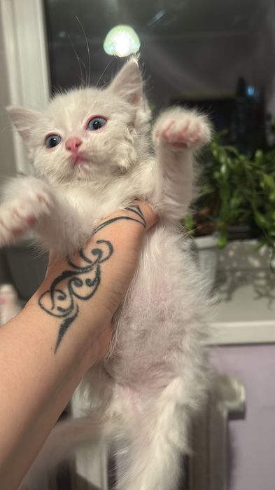 Найден беленький котенок