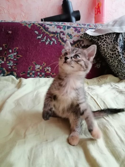 Подарю очаровательную кошечку