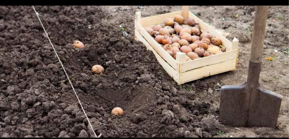 Семенной картофель