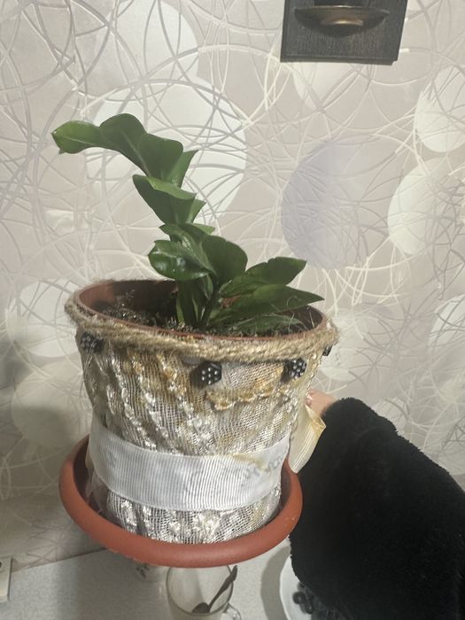 Продам Замиоку́лькас карликовый!