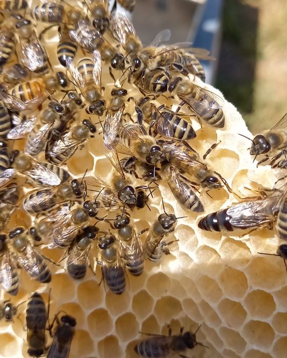 Тоза қозоғистон ва тоғ асаллари