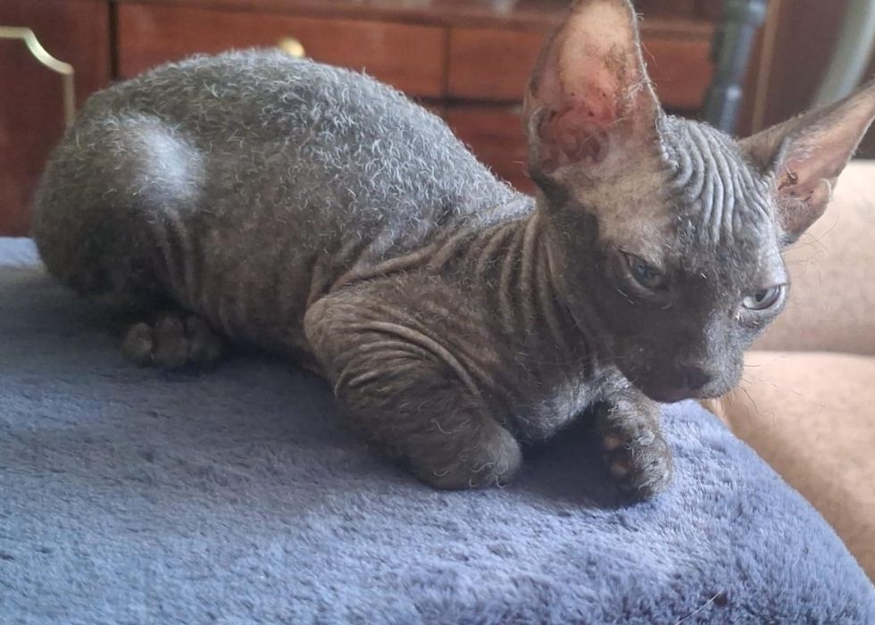 Котёнок сфинкса 2 месяца