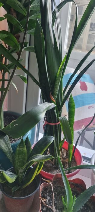 Цветы продам разные