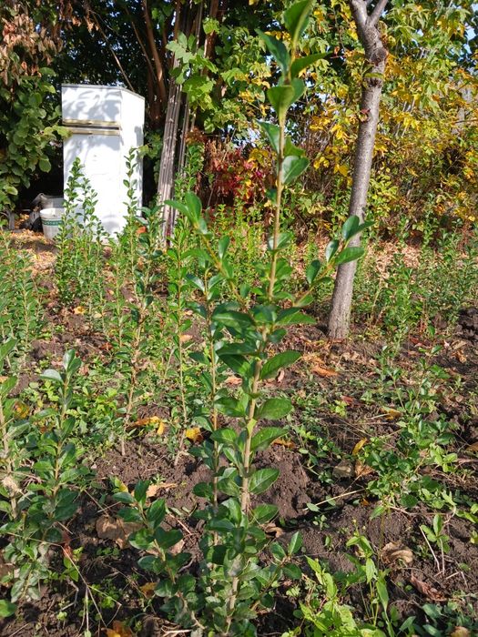 Лигуструм в контейнер