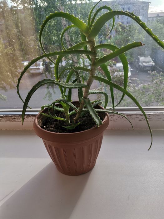 продам алое с горшком 1000