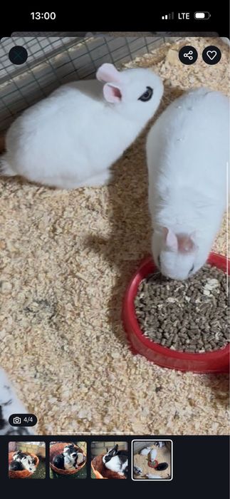 2 ta quyonca barshka quyonca bn oq quyonimiz bor 2 lasini 400min