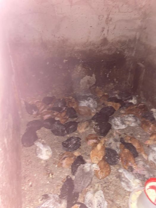 Puicuțe rasa mixta rate pekin