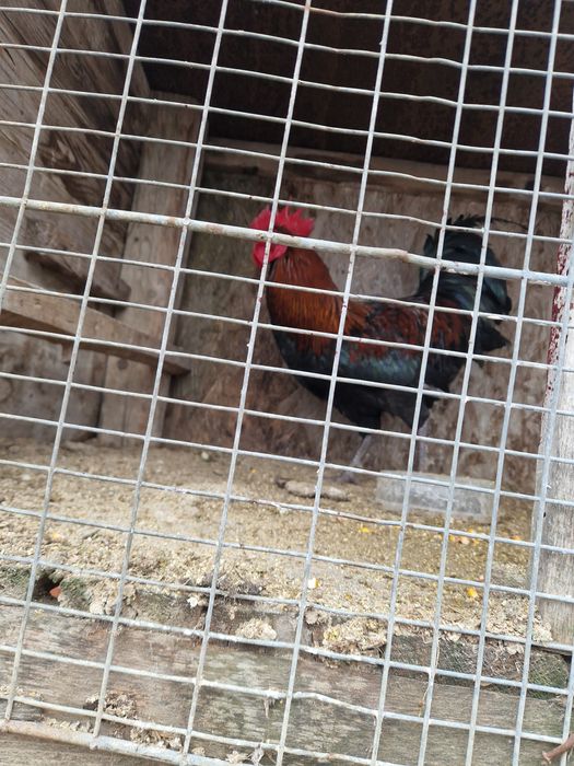 Păsări  de rasa tineri