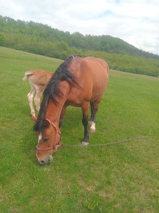 Vnd iapă cu manza de 2 săptămâni