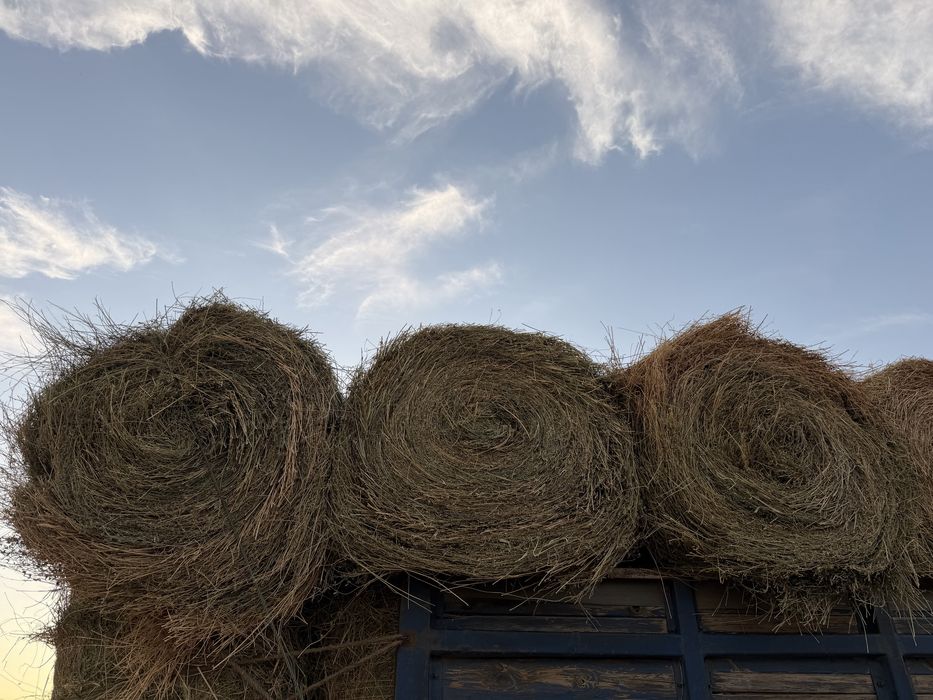 продам сено клевер рулом