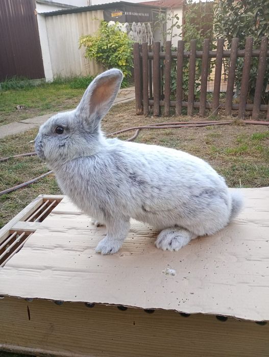 Iepuri marele argintiu deschis