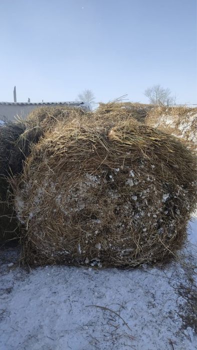 Продам сено тюковое,