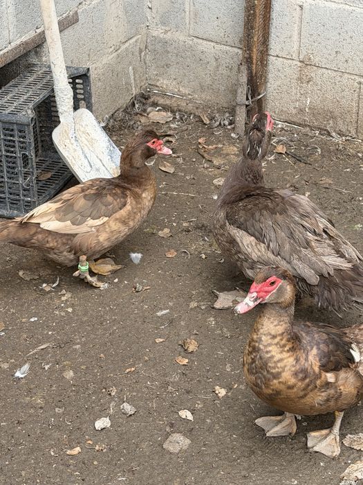 Индоутки шоколадные