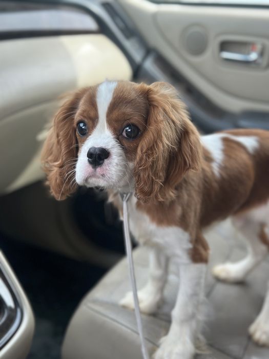 Продается щенок Кавалер Кинг Чарльз Спаниель