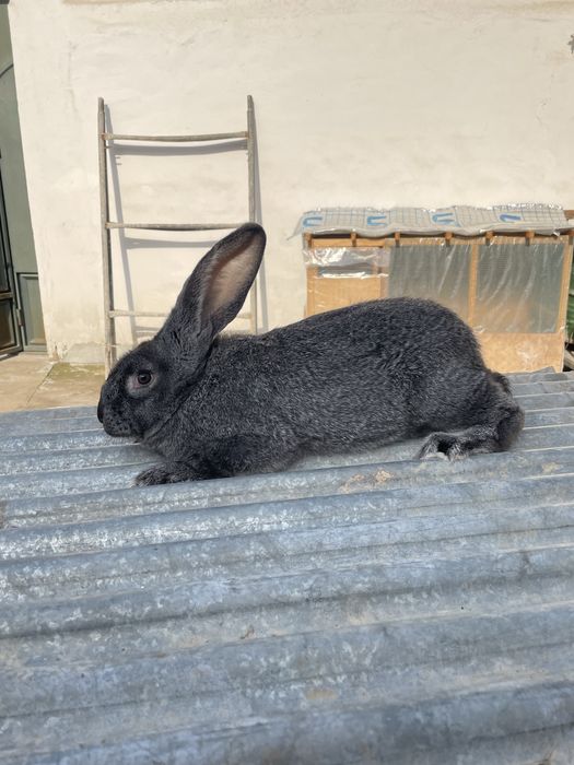 Quyon velikan toza qon