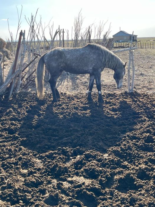 Асау айғыр дөнен