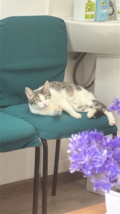 Кошечка ищет любящих хозяев