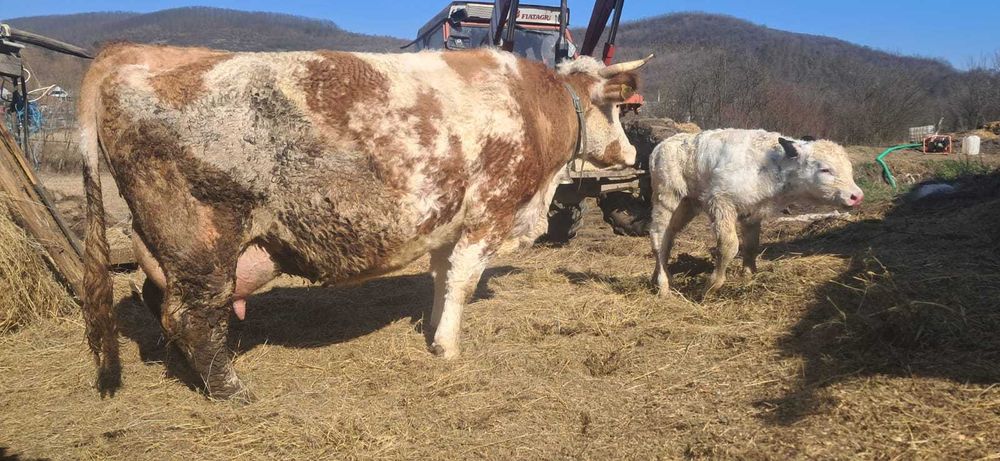 Vacă cu vitel belgian mascul