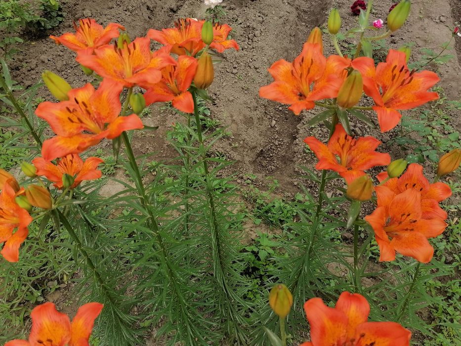 Рассада цветов для двора