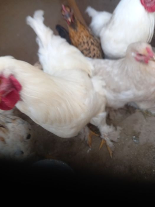 brama xurozlar sotiladi