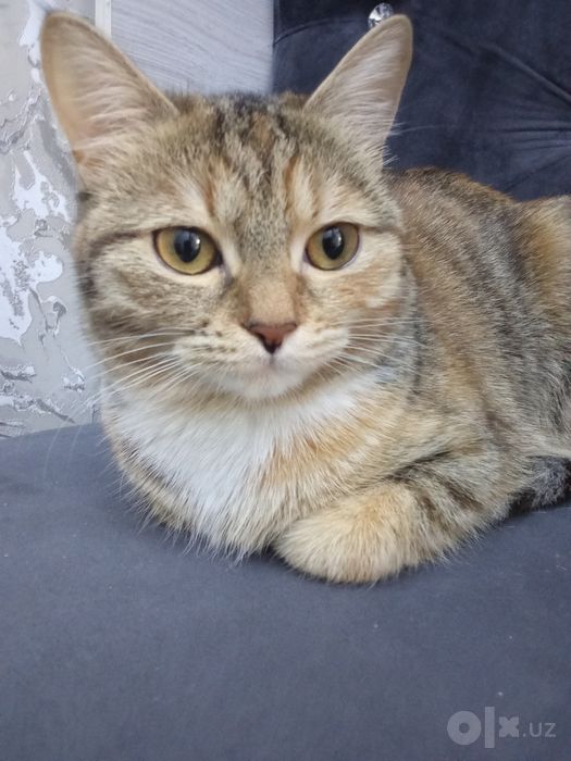 Aqilli uy mushugi