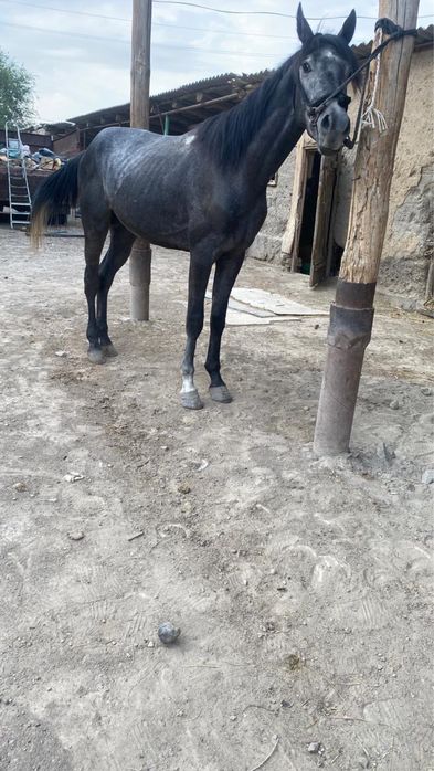 3 жасар дөнен сатылады