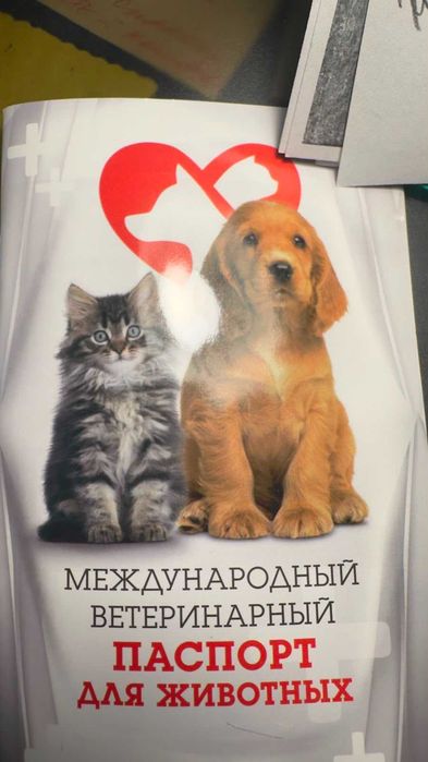 Отдам в хорошие руки двух кошечек