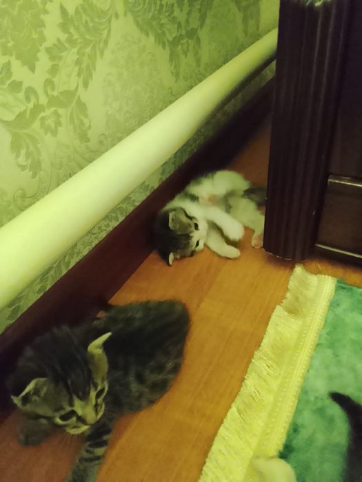 Бесплатно  котята