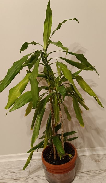 Драцени маргината и драцена фрагранс 100-120см