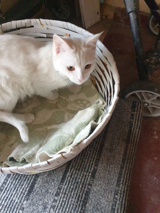 Котёнок,  девочка,окрас белый