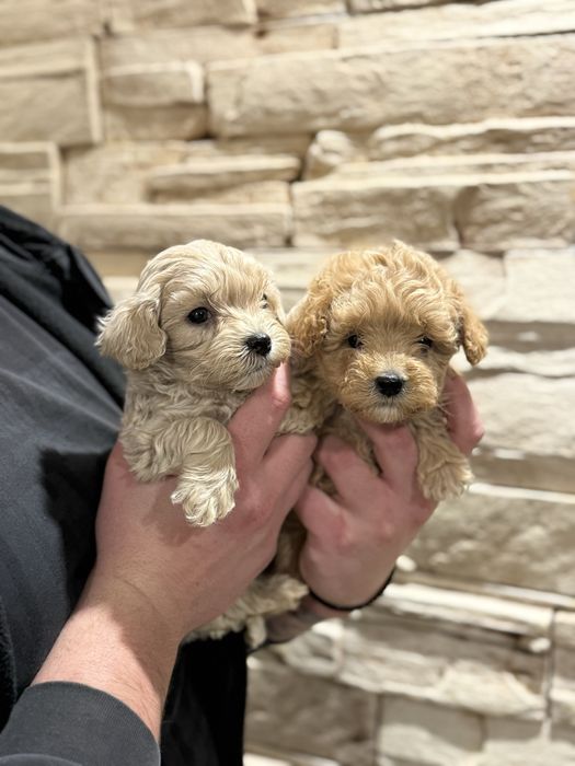 Малтипу момчета и момичета