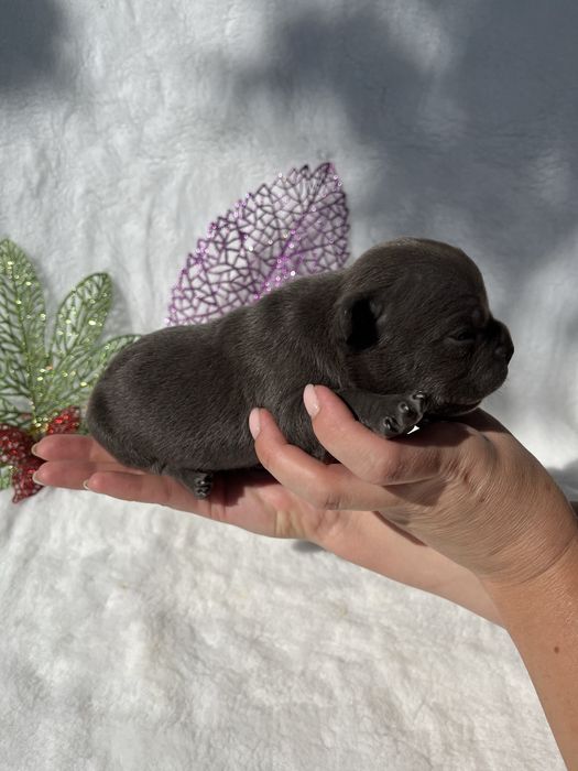 Американской булли