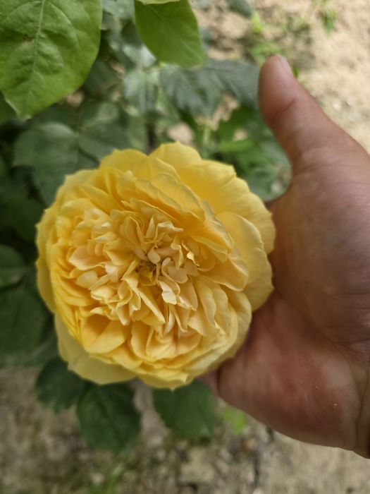 Чайногибрид атиргуллар сотилади