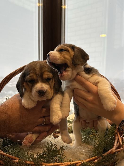 Щенки Бигля. Триколор