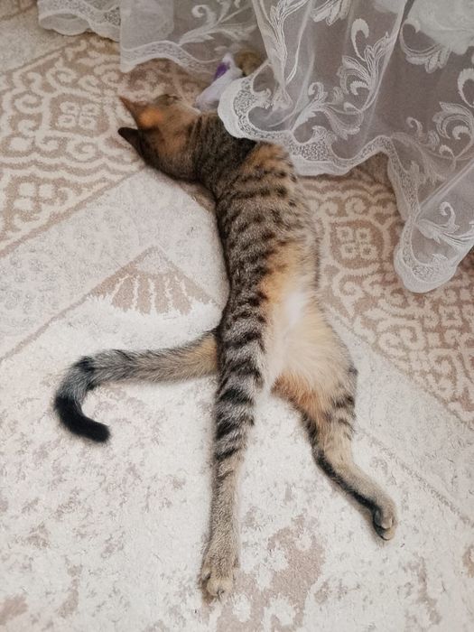 Отдам кошечку в хорошие руки