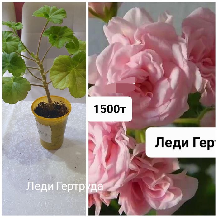 Сортовые пеларгонии
