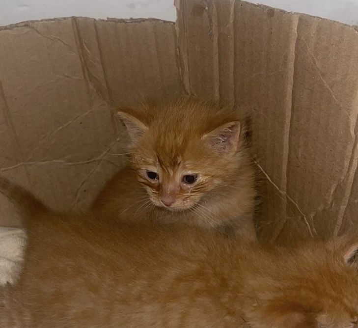 Отдаем котенка в добрые руки