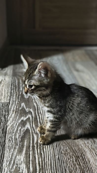 Отдам котенка в отличном состоянии